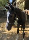 Foal SF Cornet's Prinz tr&egrave;s bonne souche