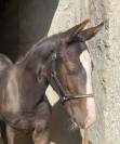 Foal SF Cornet's Prinz tr&egrave;s bonne souche