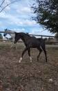 Foal SF Cornet's Prinz tr&egrave;s bonne souche