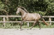 Castrone KWPN Cavallo da Sport Neerlandese In vendita 2022 Grigio