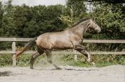 Castrone KWPN Cavallo da Sport Neerlandese In vendita 2022 Grigio