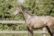 Castrone KWPN Cavallo da Sport Neerlandese In vendita 2022 Grigio