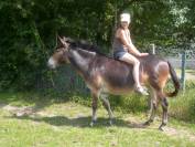 vend mule