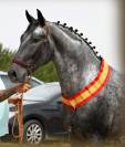 CDE  Appaloosa rouan &ndash; Cheval de sport espagnol entier