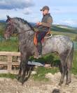 CDE  Appaloosa rouan &ndash; Cheval de sport espagnol entier