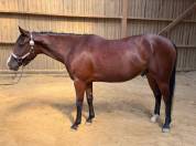 QH de 4 ans 