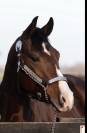 QH de 4 ans 