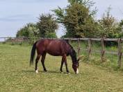 QH de 4 ans 
