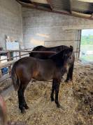 Ponette pfs 