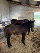 Ponette pfs 