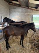 Ponette pfs 