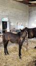 Ponette pfs 