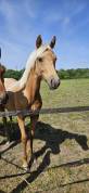 Filly Selle Fran&ccedil;ais For sale 2025 Palomino