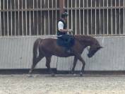 Cheval Selle Fran&ccedil;ais de 13 ans 