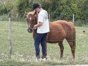 Cheval Selle Fran&ccedil;ais de 13 ans 