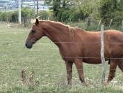 Cheval Selle Fran&ccedil;ais de 13 ans 
