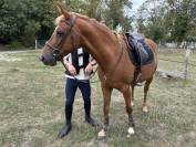 Cheval Selle Fran&ccedil;ais de 13 ans 