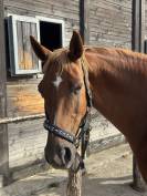 Cheval Selle Fran&ccedil;ais de 13 ans 
