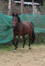 ponette,3 ans.