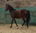 ponette,3 ans.