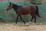 ponette,3 ans.