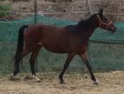 ponette,3 ans.