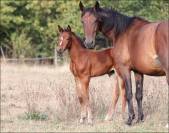 Pouliche CSO bai foncee top look et origines