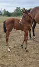 Pouliche CSO bai fonce top look et origines