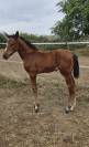 Pouliche CSO bai fonce top look et origines