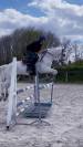 Poney D ma&icirc;tre d&rsquo;&eacute;cole