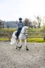 Poney D ma&icirc;tre d&rsquo;&eacute;cole