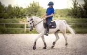 Poney D ma&icirc;tre d&rsquo;&eacute;cole