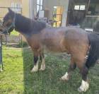 Regalo | Double Pony | castrone 25 anni