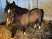 Regalo | Double Pony | castrone 25 anni