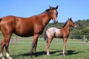 Pouliches PP APPALOOSA 