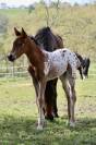 Pouliches PP APPALOOSA 