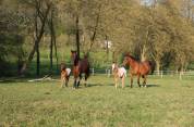 Pouliches PP APPALOOSA 