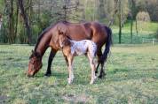 Pouliches PP APPALOOSA 