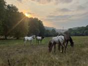 Pouliches PP APPALOOSA 
