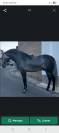 Caballos desde Espa&ntilde;a.