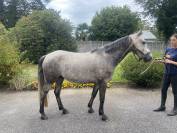 Poney, connemara