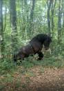 A vendre, trait Auxois