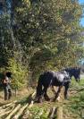 A vendre, hongre trait Auxois de 5 ans