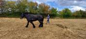 A vendre, hongre trait Auxois de 5 ans