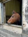 Ponette New Forest PP 