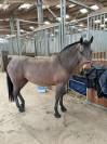 Ponette New Forest PP 