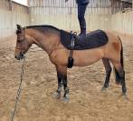 Ponette New Forest PP 