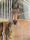 Lesparre hongre pure sang anglais adorable 11 ans
