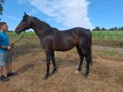 AQPS M&acirc;le 2 ans 