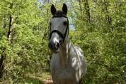 RECHERCHE DEMI PENSION
